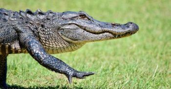 Caimán mata a una mujer, se queda junto a ella e interrumpe los esfuerzos de rescate