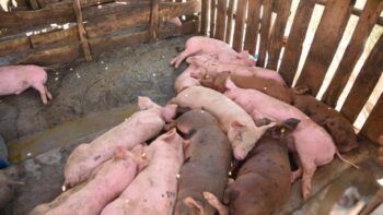 Fiebre Porcina Africana está controlada en República Dominicana