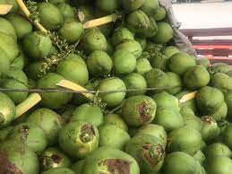 República Dominicana empezará a exportar cocos verdes a Estados Unidos