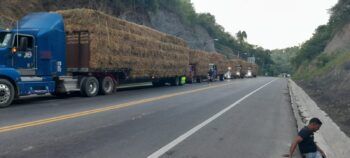 Gobierno entrega más de 100,000 pacas de pasto a ganaderos afectados por sequía