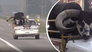 Detienen hombre por por conducir con enorme toro de copiloto