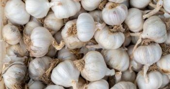 Productores de ajo de Constanza denuncian estar a punto de perder más de mil millones de pesos