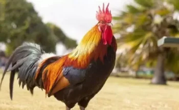 Hombre mata a otro por un gallo Hato Mayor