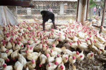 Inicia compra de gallinas viejas a granjeros.Productores agradecen a Gobierno por subsidio a cada gallina ponedora