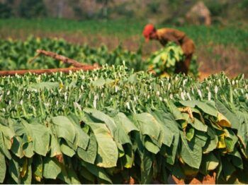Agricultura entrega cuatro tractores para apoyar a productores de tabaco