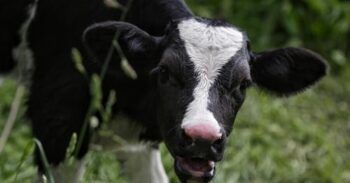 Mujer se casa con una vaca