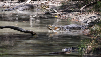 Hombre sobrevive al ataque de un cocodrilo mordiéndolo