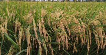 Escogen a PRODAL como Agroempresa del Año 2023