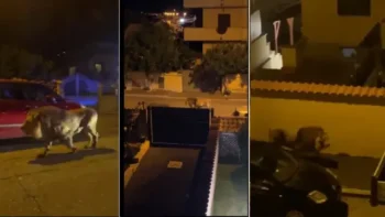 León se escapa de un circo y se pasea entre las casas