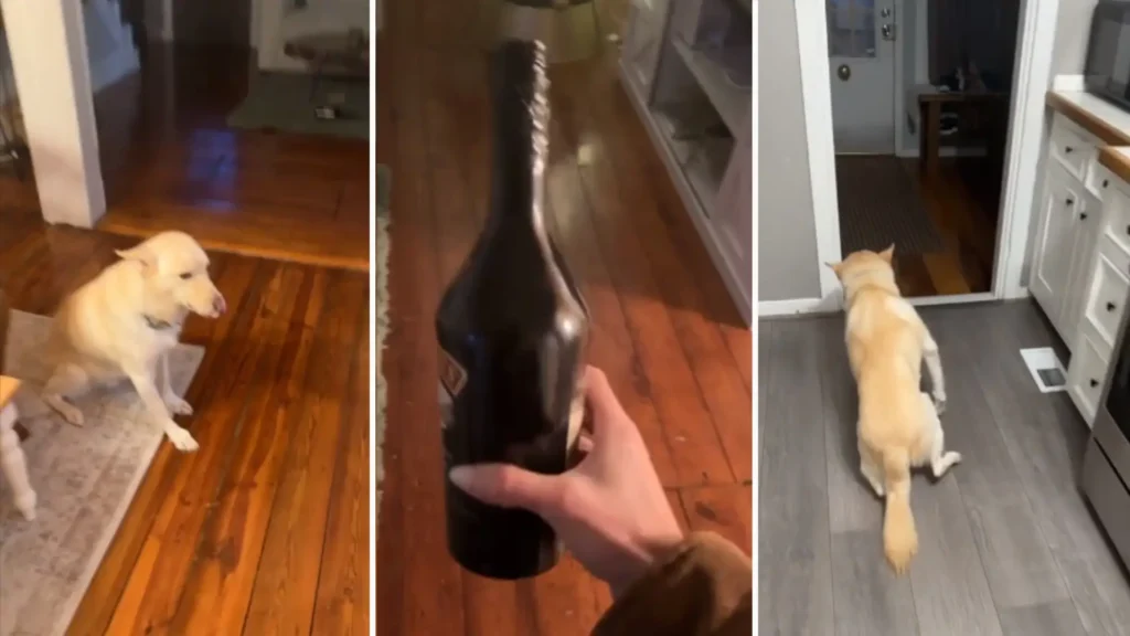 Perro se emborracha tras beber las botellas de trago de su dueña