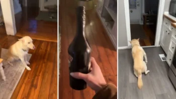 Perro se emborracha tras beber las botellas de trago de su dueña