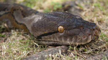 Encuentran enorme serpiente en la Avenida Luperón de SD