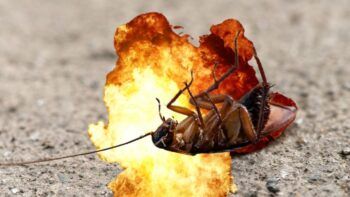 Casi quema su apartamento tratando de matar una cucaracha