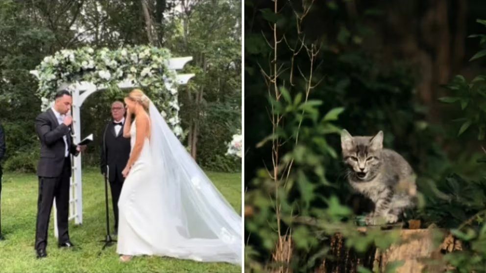 Gata interrumpe boda al caer de un árbol