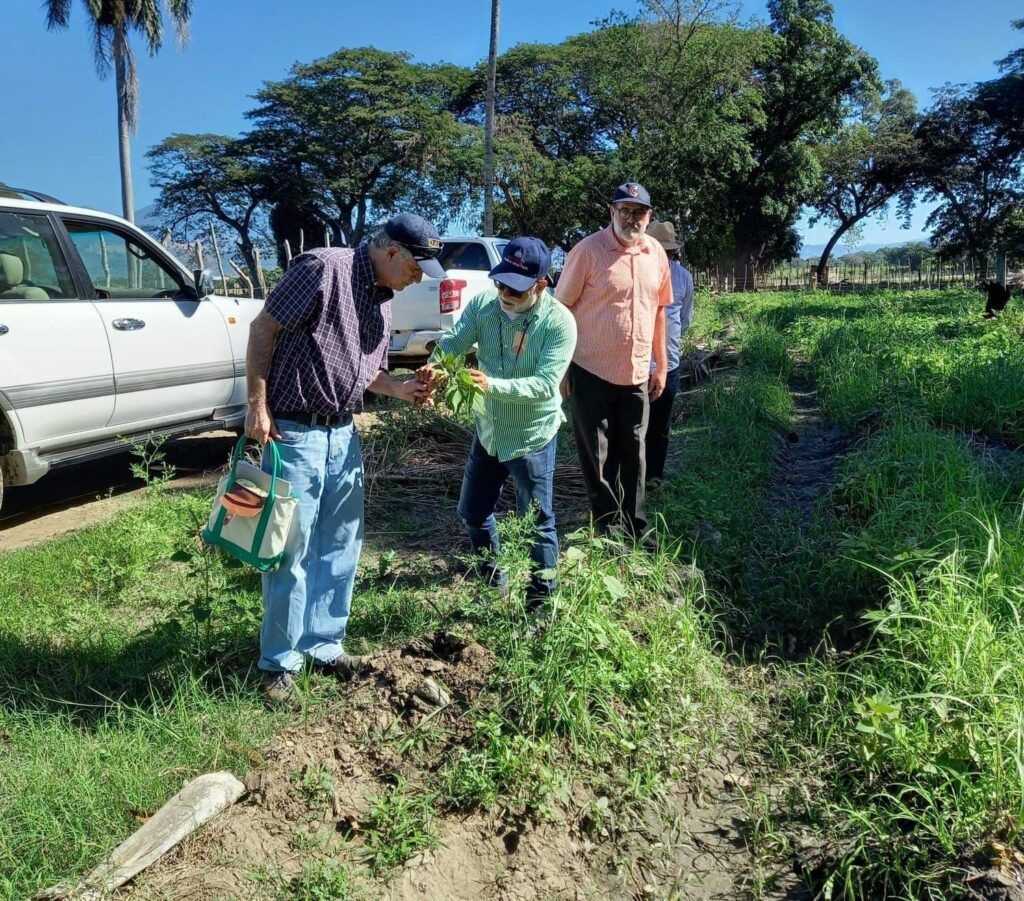 Llega a RD especialista internacional que evalúa daños en habichuelas en San Juan