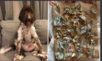 Perro se comió USD 4.000 dólares