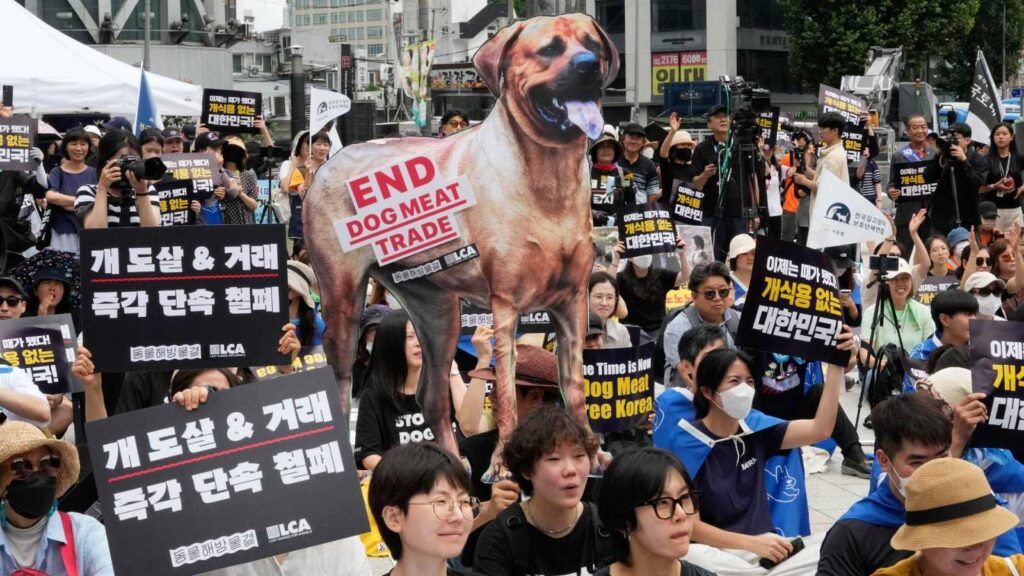 Corea del Sur aprueba prohibir el consumo de carne de perro para 2027