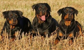 Joven muere atacado por sus cinco perros rottweiler