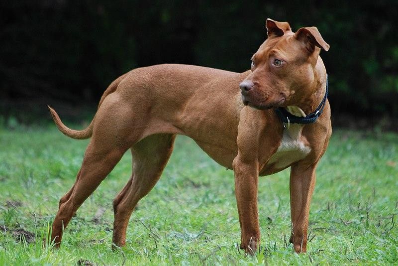 Pitbull ataca un joven en Azua