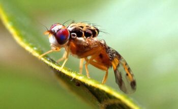 Liberan tres millones de machos estériles para erradicar la mosca del Mediterráneo