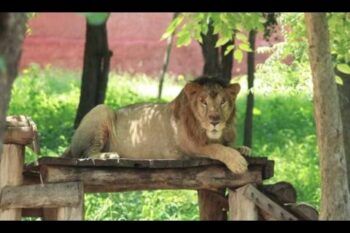 Hombre muere devorado al intentar tomarse una foto con un león
