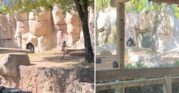 Empleados de un zoológico quedan atrapados en el recinto de un gorila