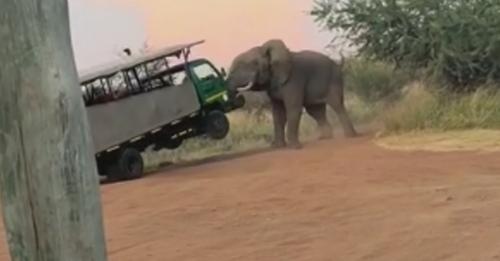 Elefante ataca un auto lleno de turistas
