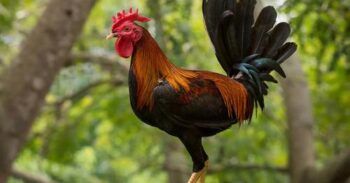 Sustraen gallos valorados en millones de pesos