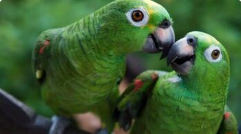 Descubre infidelidad de su mujer por un loro