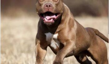 Pitbull ataca niña de 8 años en Azua