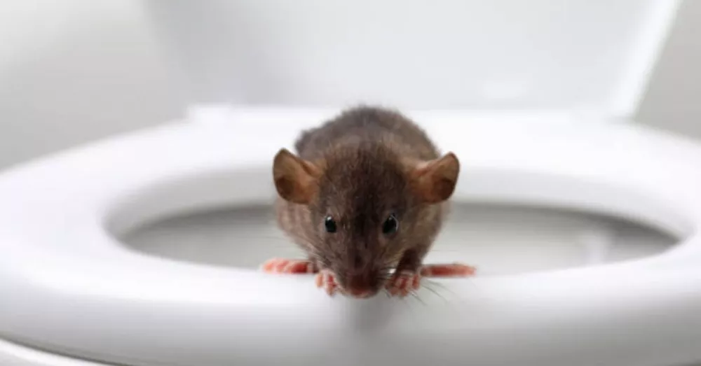 Hombre es mordido por una rata que encontró en su inodoro