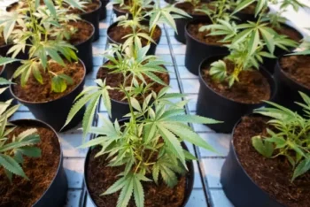 Envían a prisión hombre que cultivaba marihuana en su residencia