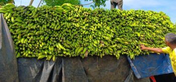 Inespre inicia compra 14 millones de plátanos a productores afectados