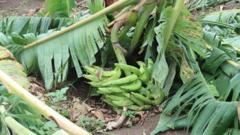 Agricultura socorre productores de plátanos
