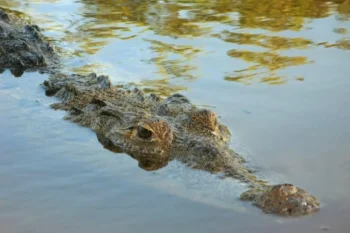 Sacrifican al cocodrilo que mató a una niña en Australia