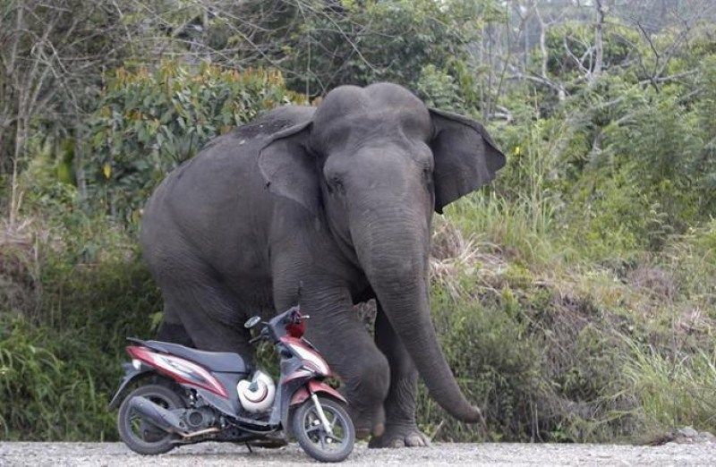 Turista muere pisoteado por un elefantes en Sudáfrica