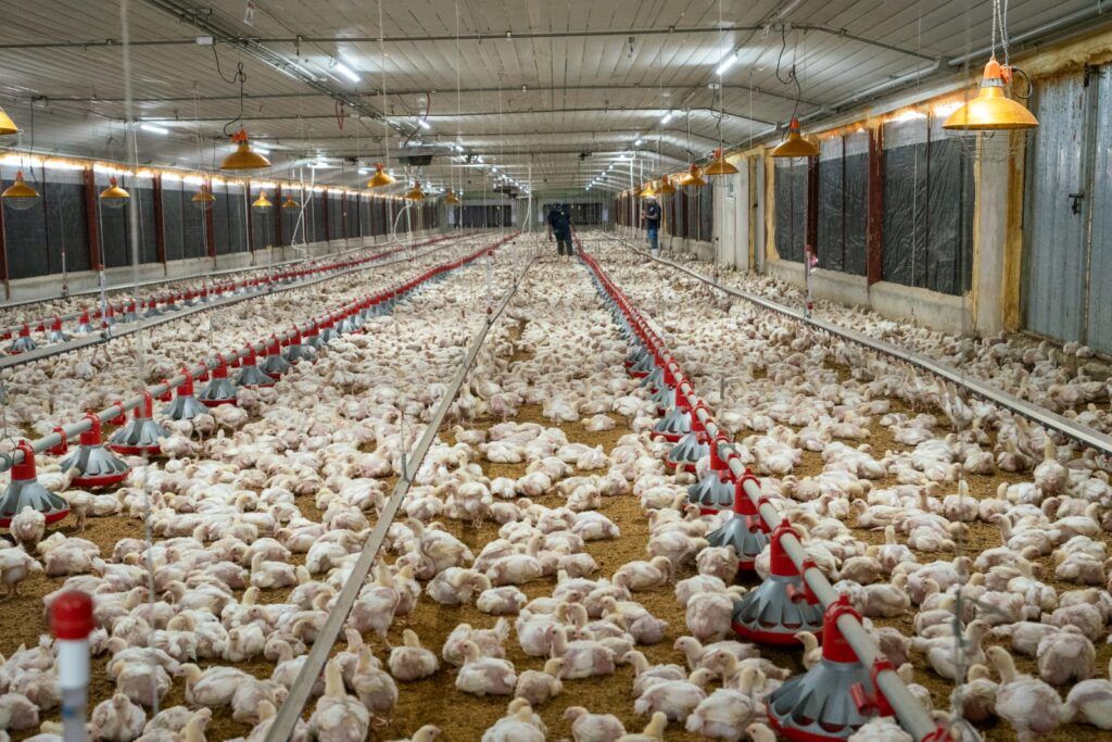 Mercado de pollo muestra una franca mejoría