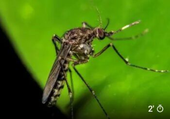 Salud Pública emite alerta epidemiológica