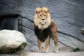 León mata a su cuidador en un zoo de Nigeria