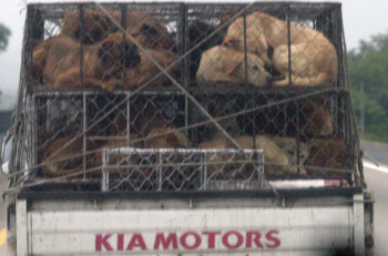 Gobierno surcoreano invertirá 82 millones de dólares para cerrar negocios de carne de perro