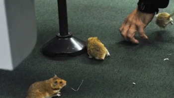 Avión aterriza de emergencia porque un ratón apareció en la comida de una pasajera