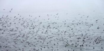 Gran cantidad de de aves obliga a suspender operaciones de aeropuerto de Panamá