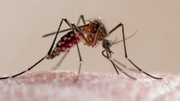 El dengue lleva seis muertos en lo que va de año en Puerto Rico