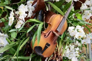 La música ayuda al crecimiento de plantas