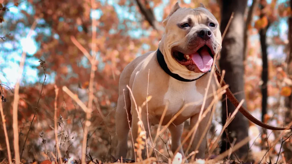 Muere hombre mordido por varios perros en Nueva York