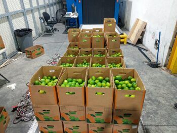 Nueva modalidad: intervienen carga con 162 limones de cerámica rellenos de Cocaina