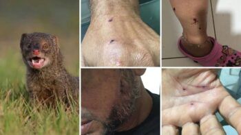 Varias personas mordidas y atacadas por hurones en Santiago