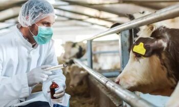 Prevención y vigilancia: estrategias de DIGEGA para garantizar la seguridad y sanidad animal