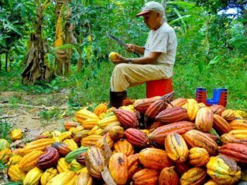 Precios récord del cacao amenaza la producción de chocolate
