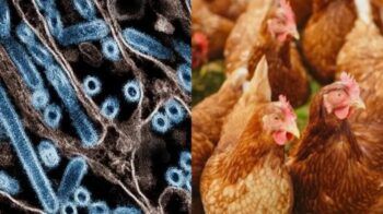 Muere el primer paciente enfermo con gripe aviar en Estados Unidos